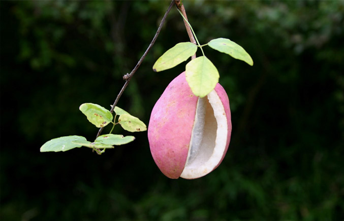 �`�����l���ǂ񂮂�