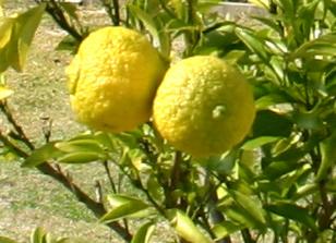 �`�����l���ǂ񂮂�