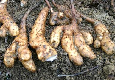 �`�����l���ǂ񂮂�