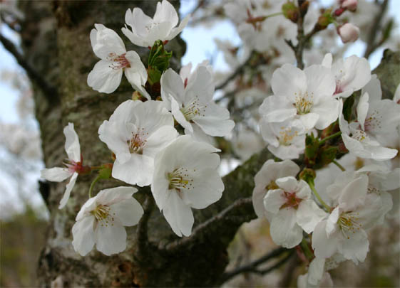 �`�����l���ǂ񂮂�