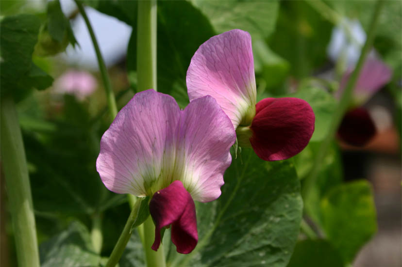 �`�����l���ǂ񂮂�