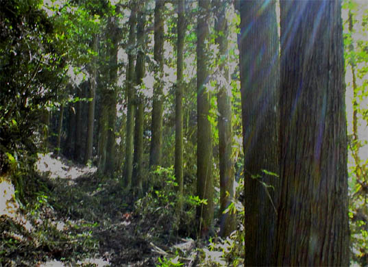 �`�����l���ǂ񂮂�