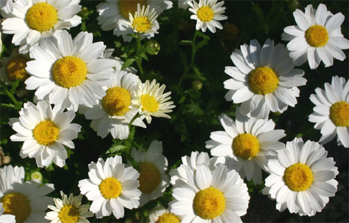 �`�����l���ǂ񂮂�