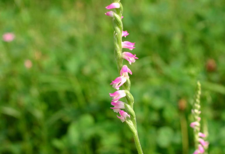 �`�����l���ǂ񂮂�