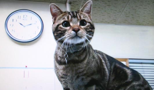 �`�����l���ǂ񂮂�