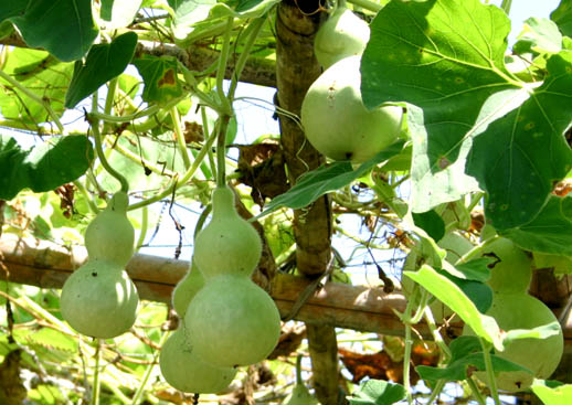 �`�����l���ǂ񂮂�