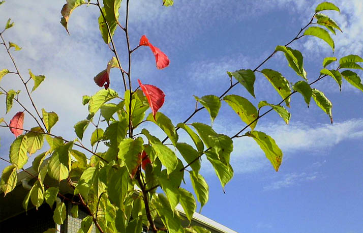 �`�����l���ǂ񂮂�