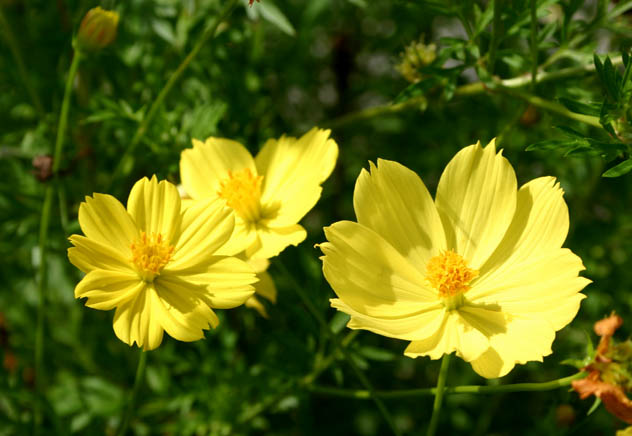 �`�����l���ǂ񂮂�