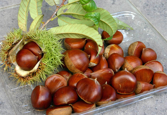 �`�����l���ǂ񂮂�