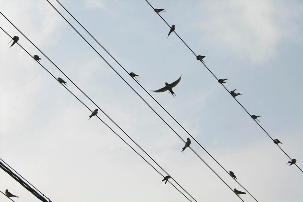 �`�����l���ǂ񂮂�