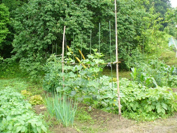 �R�~���j�e�B�[C&D�ւ�