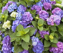 �R�~���j�e�B�[C&D�ւ�