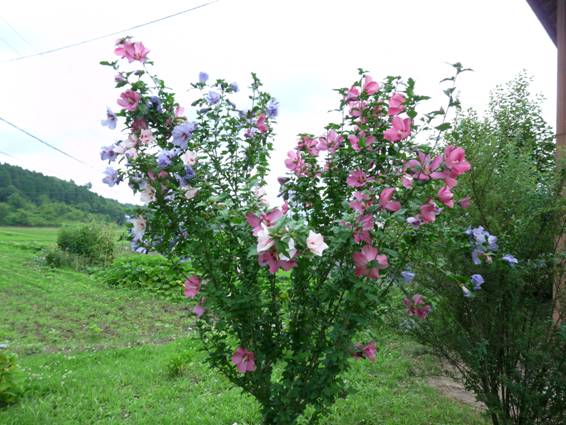 �R�~���j�e�B�[C&D�ւ�