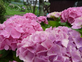 �R�~���j�e�B�[C&D�ւ�