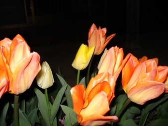 �݂�ȁ@�Ȃ��悵