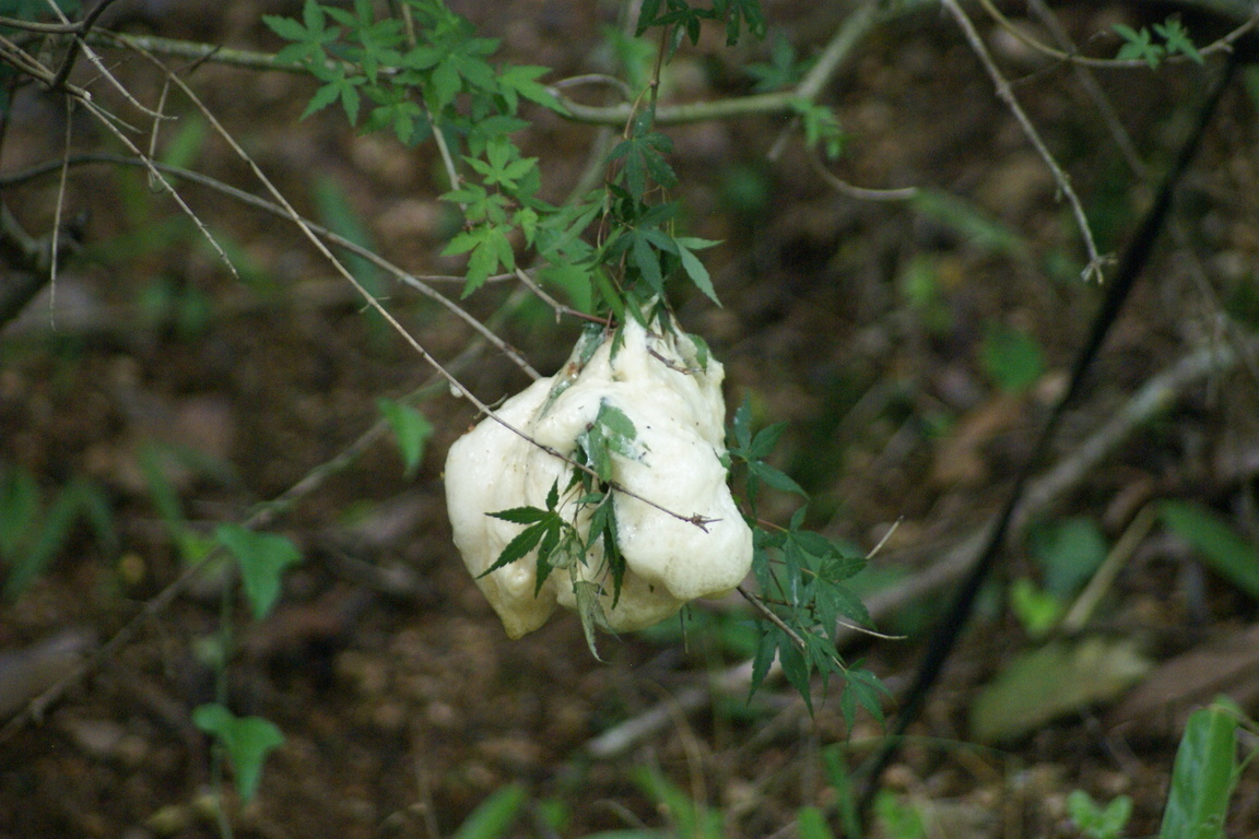 biogarden