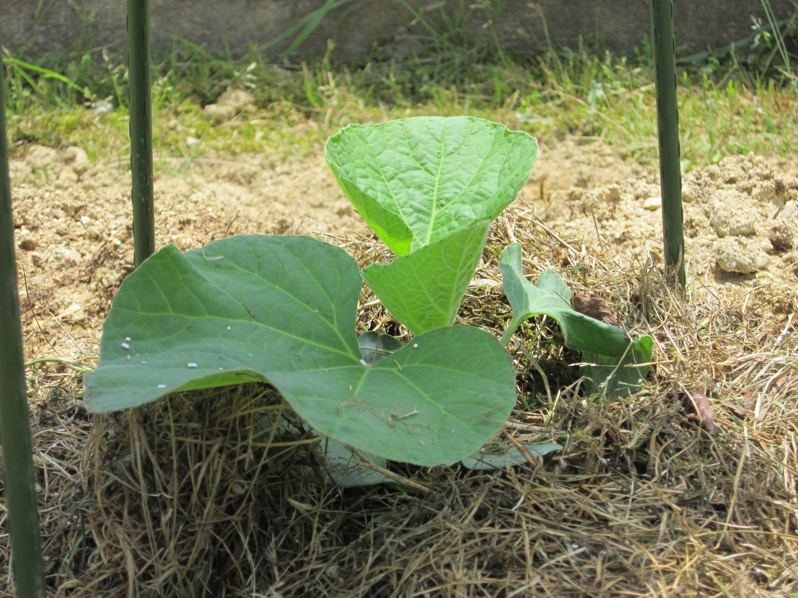 biogarden