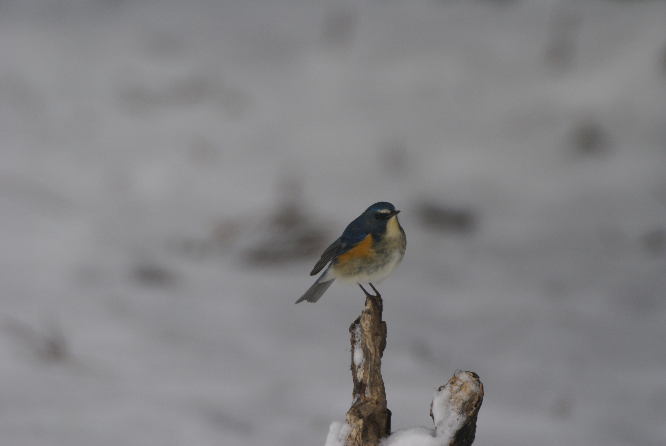 �����r�^�L�ibiogarden�j