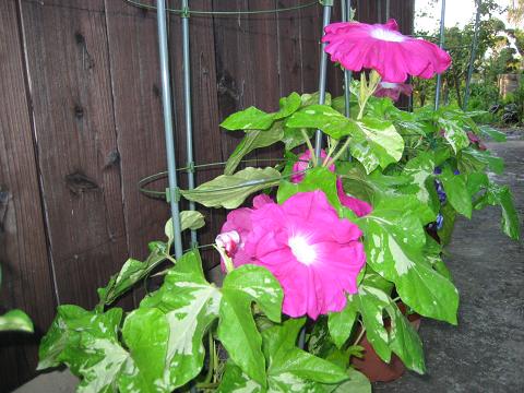 �`���`��������