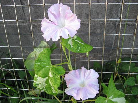 �`���`��������