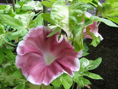 �`���`��������