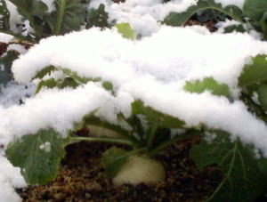 �C�����͐t��