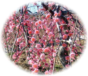 �C�����͐t��