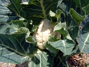 �C�����͐t��