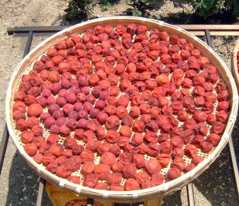 �C�����͐t��