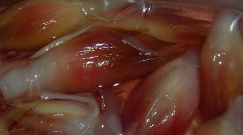 �C�����͐t��