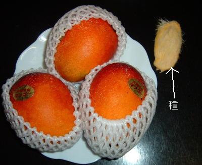 �C�����͐t��