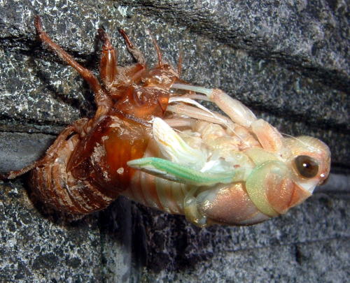 �C�����͐t��