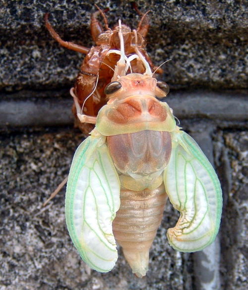 �C�����͐t��