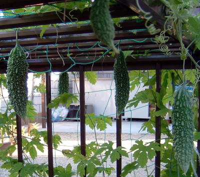 �C�����͐t��