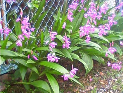 �ݑ�T�@�u���O��