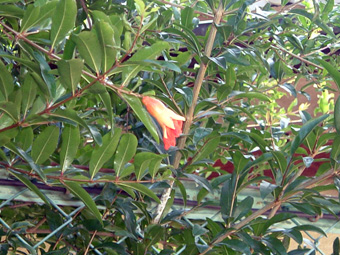 �ݑ�T�@�u���O��