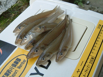 �ݑ�T�@�u���O��