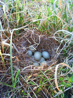 �ݑ�T�@�u���O��