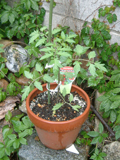 �ݑ�T�@�u���O��