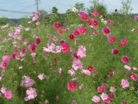 �ݑ�T�@�u���O��