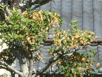 �ݑ�T�@�u���O��