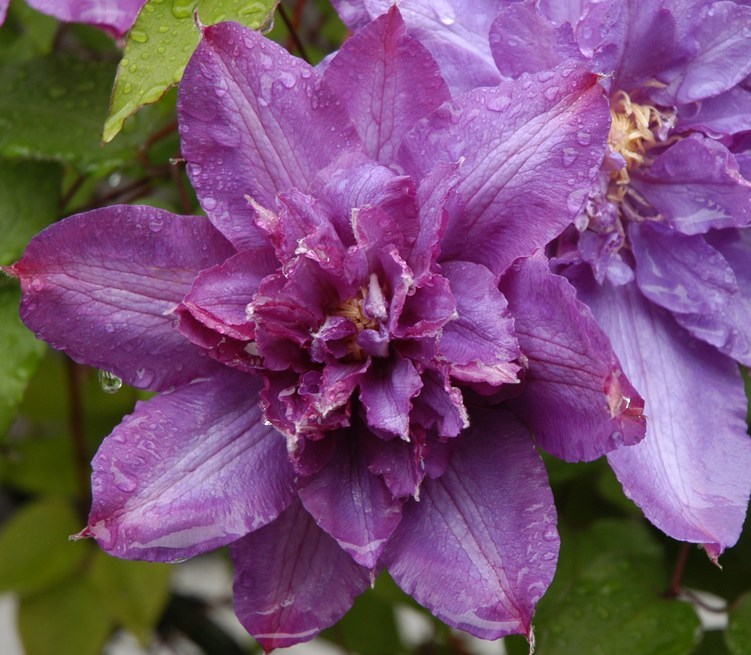 �쑽�����̓c�ɕ�炵