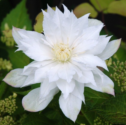 �쑽�����̓c�ɕ�炵