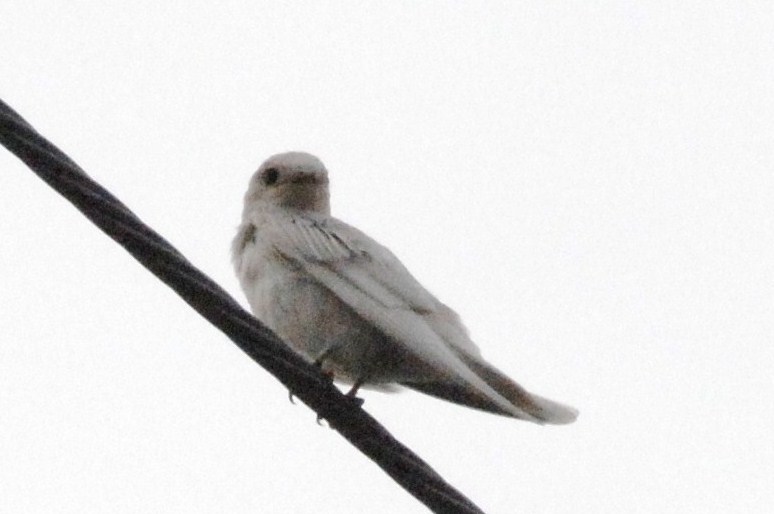 �쑽�����̓c�ɕ�炵