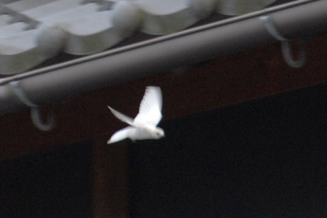 �쑽�����̓c�ɕ�炵