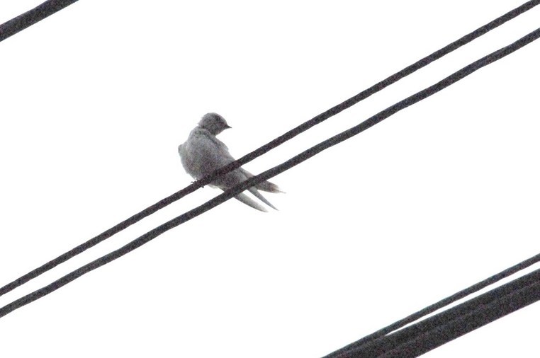 �쑽�����̓c�ɕ�炵