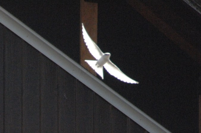 �쑽�����̓c�ɕ�炵