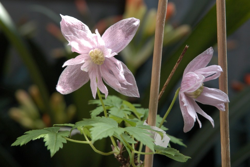 �쑽�����̓c�ɕ�炵