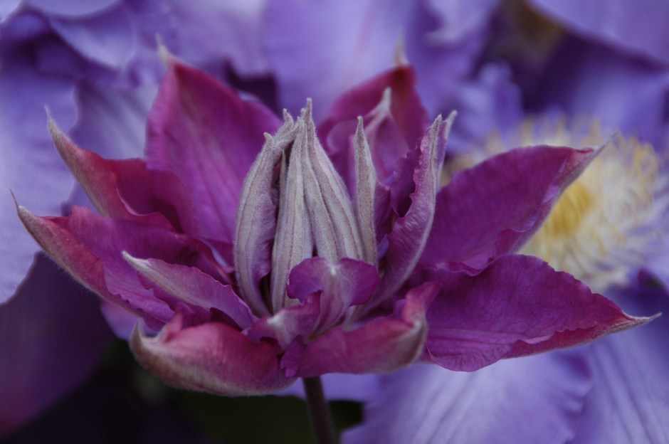 �쑽�����̓c�ɕ�炵