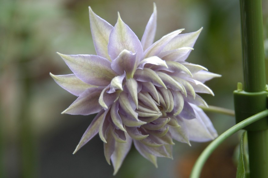 �쑽�����̓c�ɕ�炵